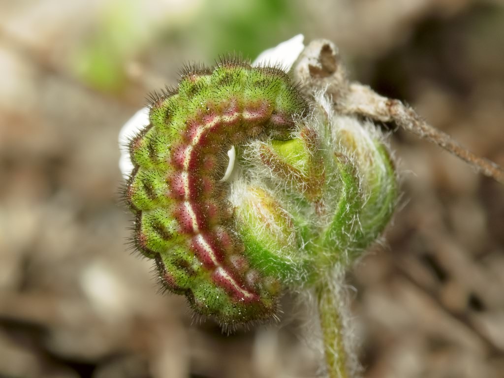 Plebejus pyrenaica ergane Higgins, 1981